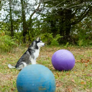 Intro to Treibball: Balancing Skills Course
