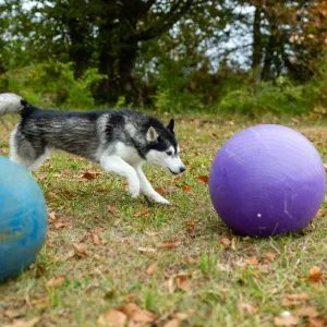 Intro to Treibball: Pushing Course